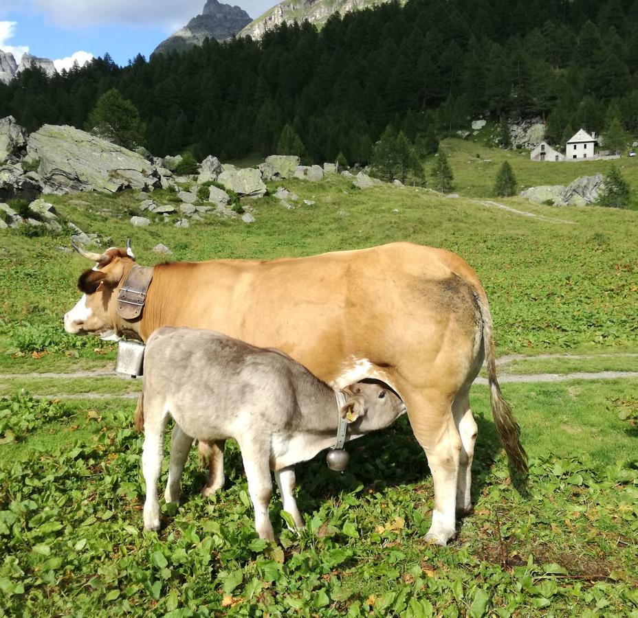 Voglia Di Veglia Hotel Varzo Luaran gambar